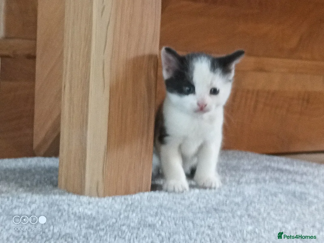 Mixed Breed cats for sale: Kittens for sale in Bishops Castle - Advert 1
