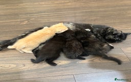 Mixed Breed cats for sale: Mixed British shorthair kittens for sale  - Image 3