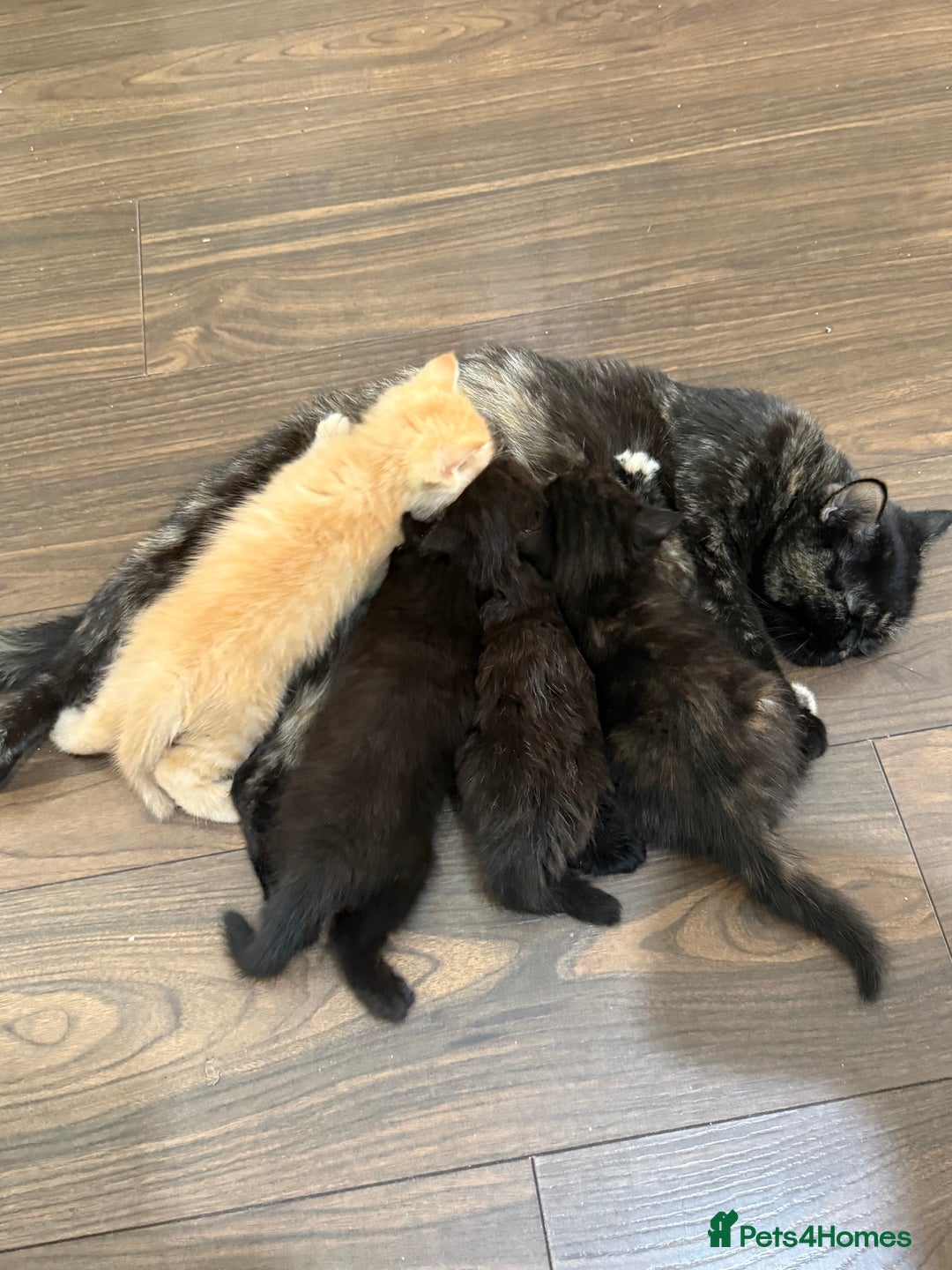 Mixed Breed cats for sale: Mixed British shorthair kittens for sale  - Image 3