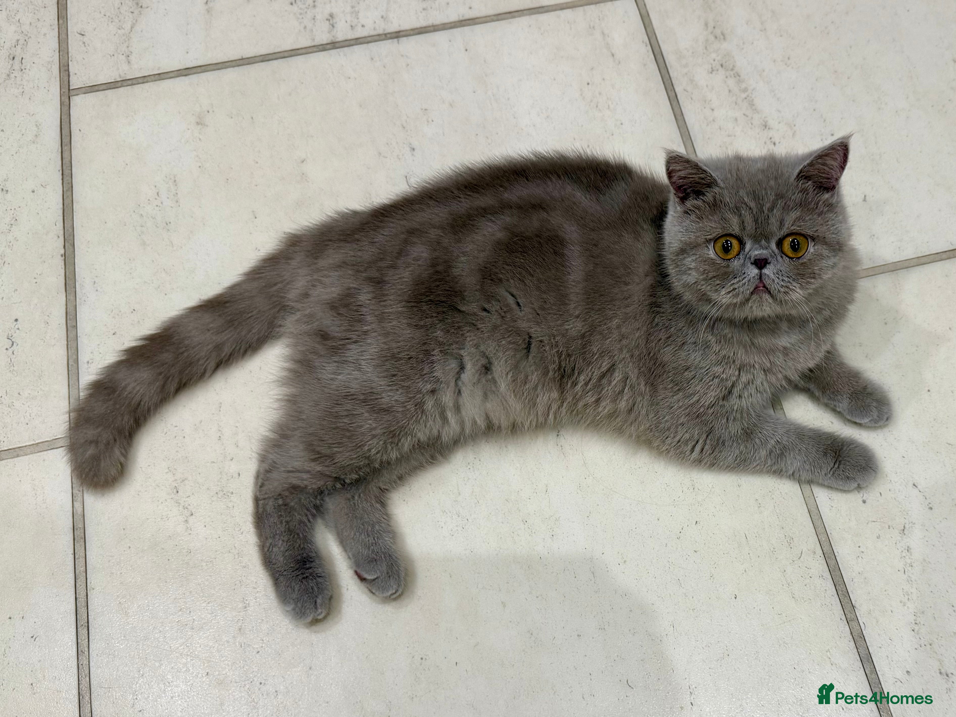 Exotic cats GCCF Registered Exotic Stud & Persian Female  - Advert 2