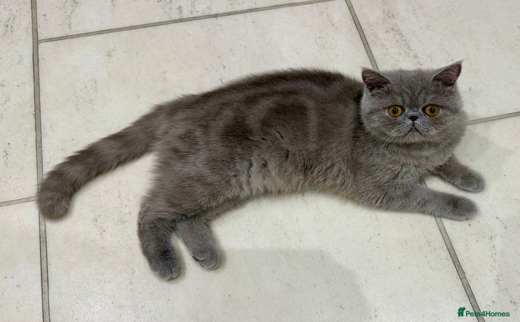 Exotic cats GCCF Registered Lilac Exotic Female  - Advert 1