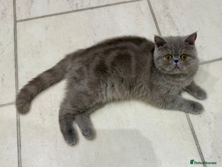 Exotic cats GCCF Registered Lilac Exotic Female - Advert 6