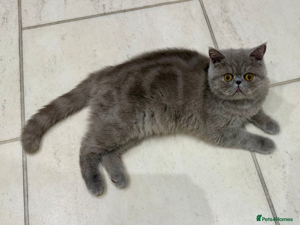 Exotic cats GCCF Registered Lilac Exotic Female - Advert 2