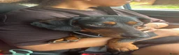 Dachshund dogs for sale: Meet Milo Black and Tan dachshund  in Ramsgate - Advert 1