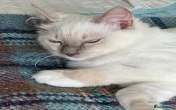 Ragdoll cats for sale: Blue mitted and bicolour ragdolls - Image 16