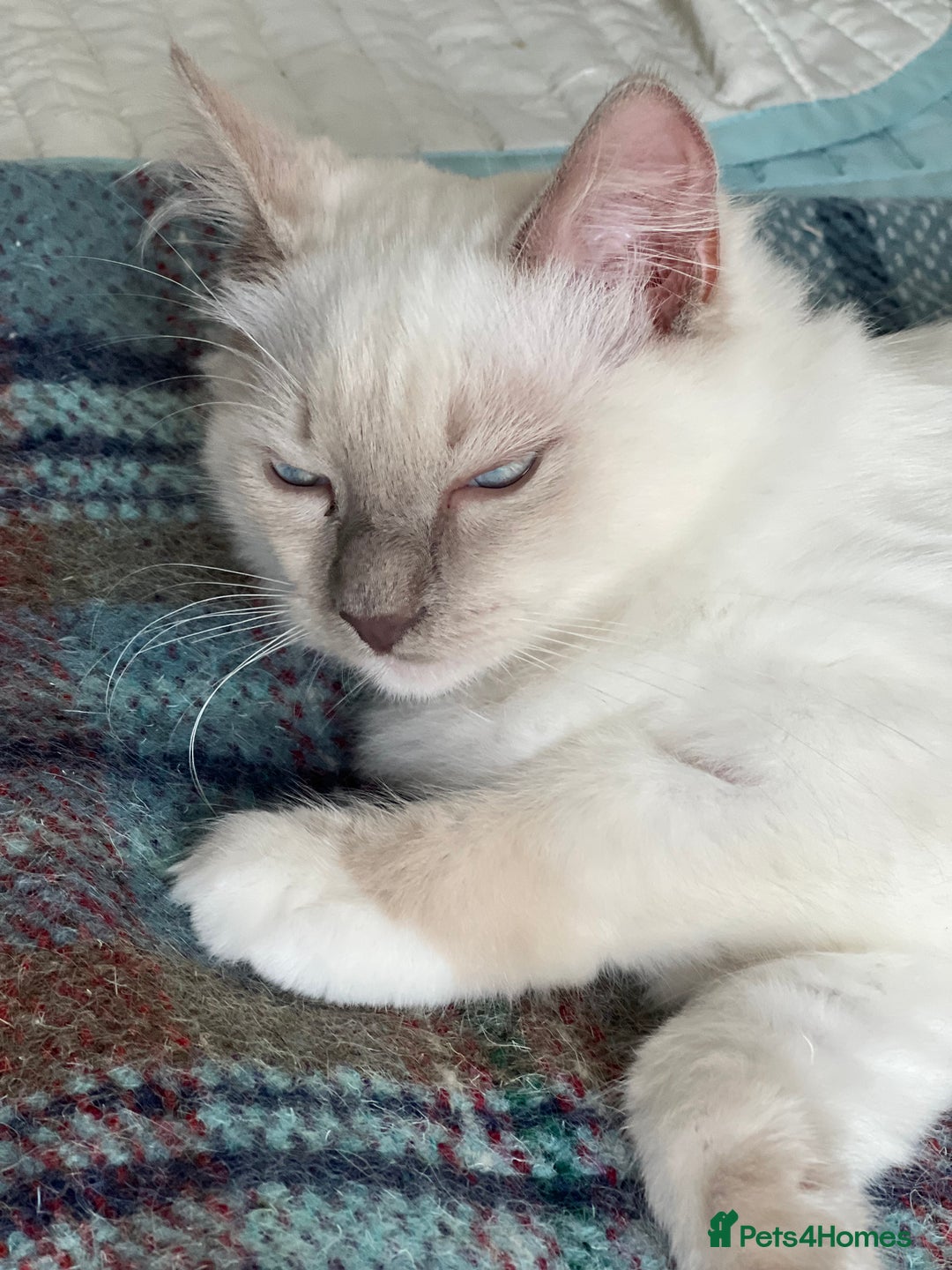 Ragdoll cats for sale: Blue mitted and bicolour ragdolls - Image 16