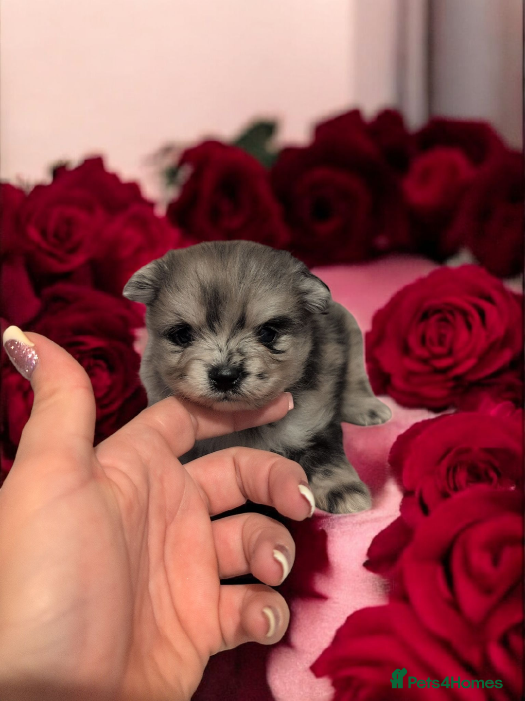 Pomeranian dogs for sale: Teddy Bear poms  - Advert 1