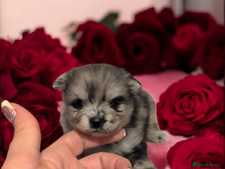 Pomeranian dogs Teddy Bear poms - Advert 2