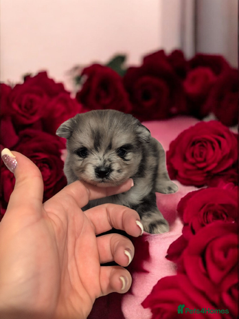 Pomeranian dogs Teddy Bear poms - Advert 1