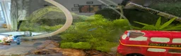 Platies fish for sale: Complete 165L Planted Aquarium Setup + Stock in Herne Bay - Advert 12
