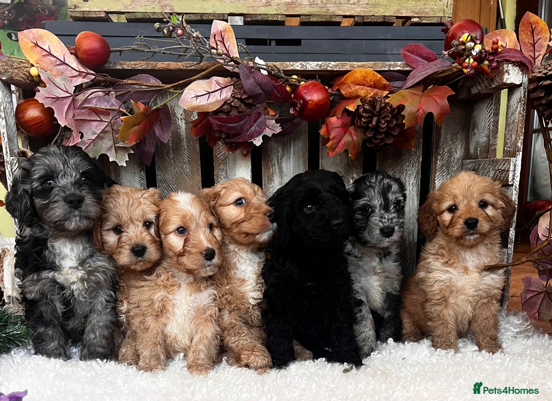 Cockapoo dogs for sale: Quality Cockapoo Puppies Blue Merle / Golden  - Advert 15