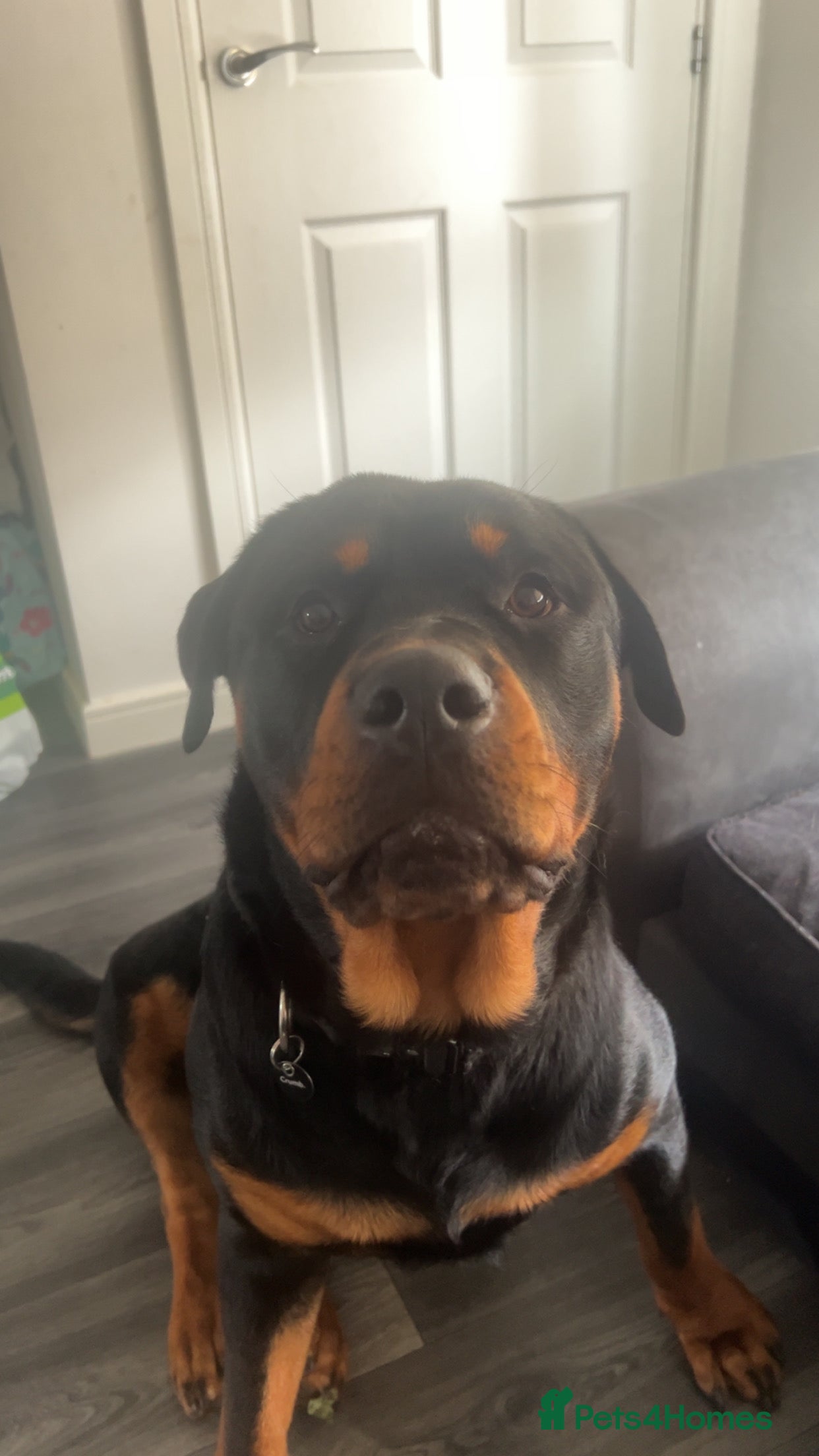 Rottweiler dogs Rocky - Advert 18