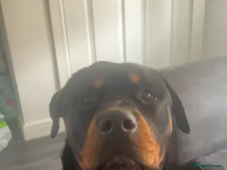 Rottweiler dogs Rocky - Advert 18