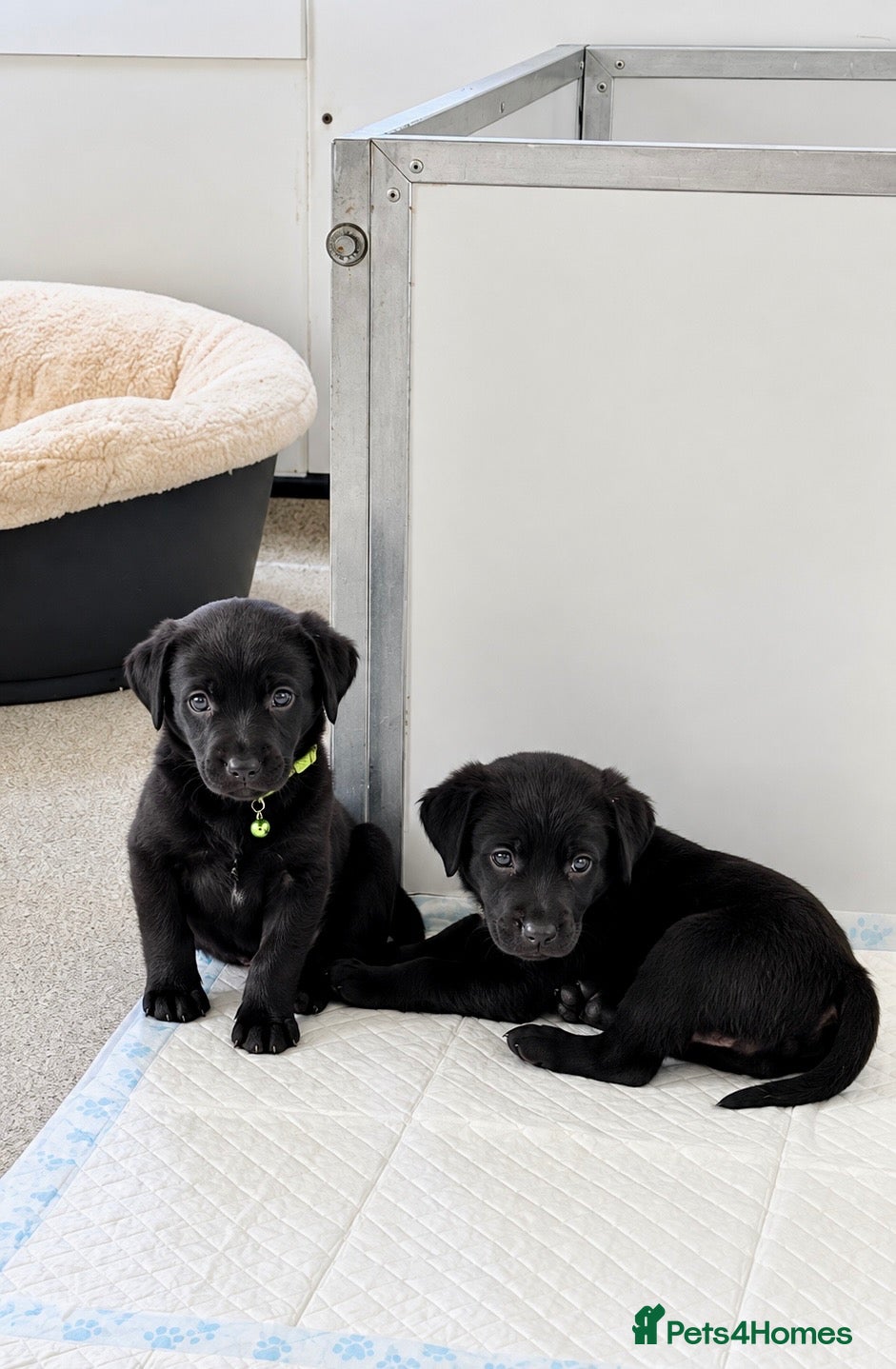 Labrador Retriever dogs Stunning Labrador Puppies For Sale 🐾  - Advert 1