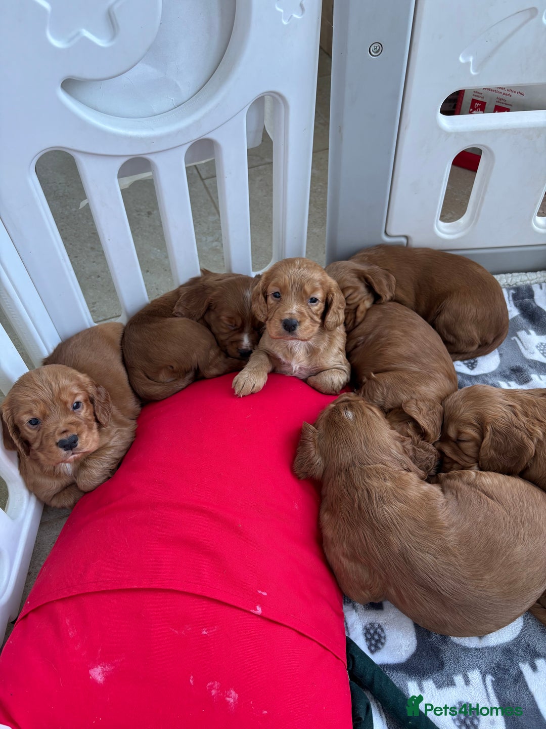 Cocker Spaniel dogs for sale: Litter of KC registered Working cocker spaniels - Advert 10