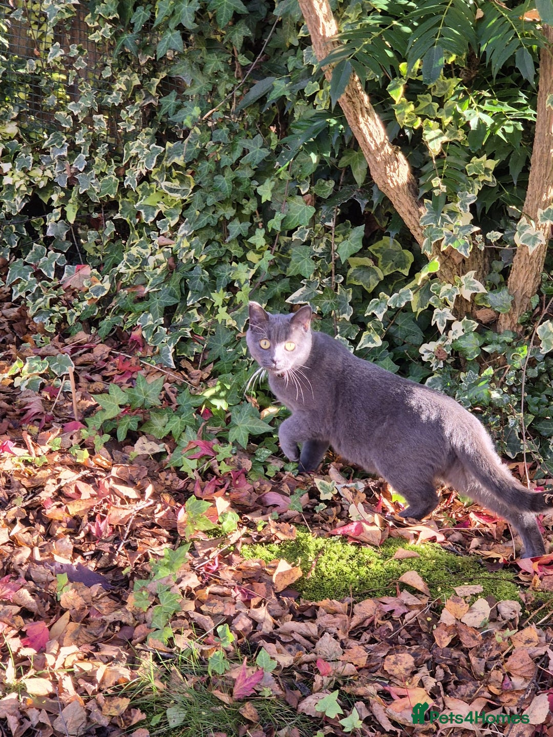 British Shorthair cats for sale: Female British Shorthair Kitten - Image 3
