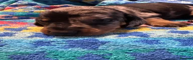 Dachshund 2