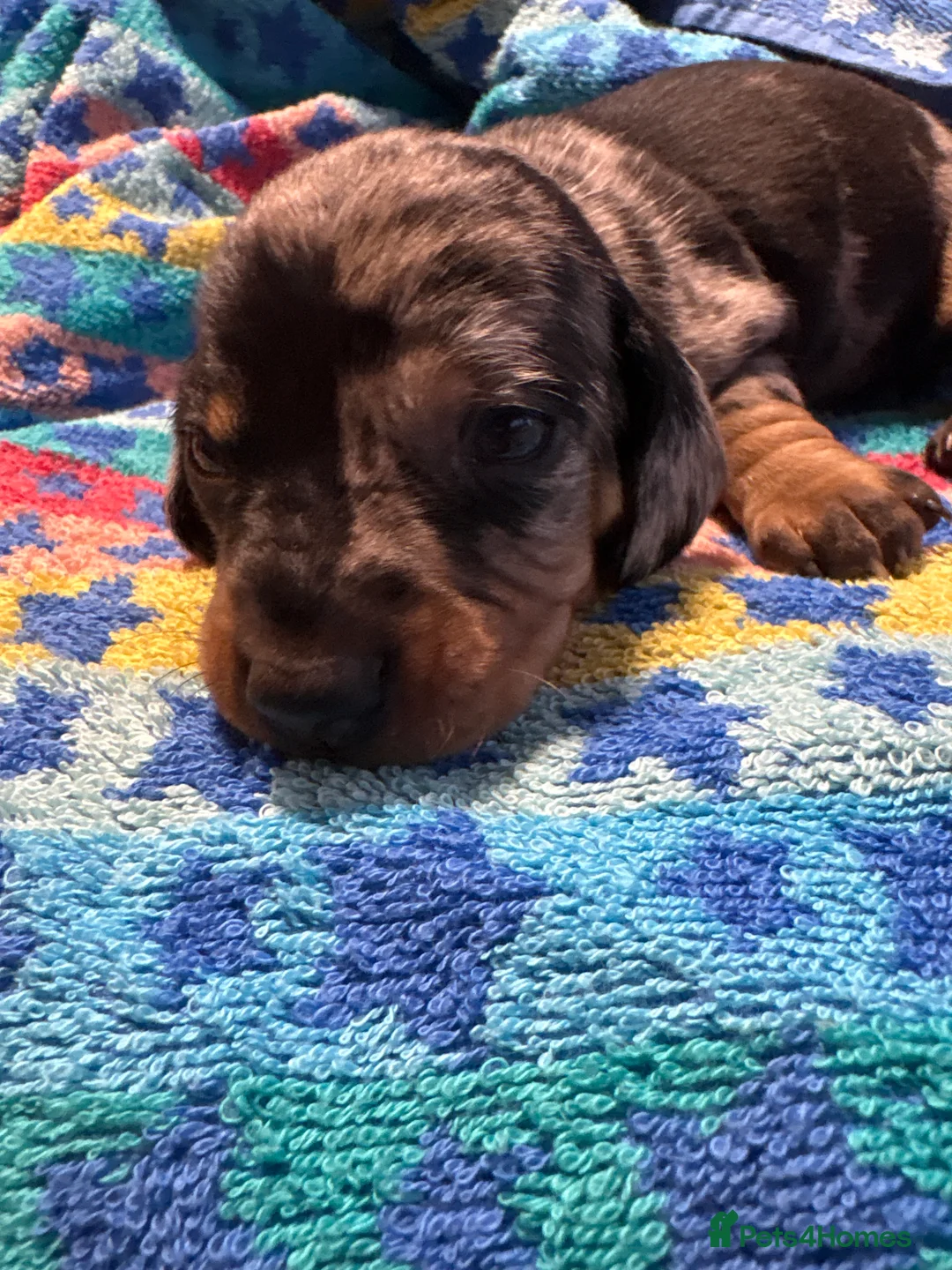 Dachshund dogs for sale: dachshund puppy for sale  - Advert 2