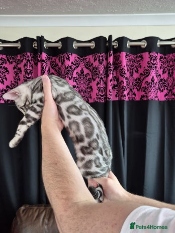 Bengal cats - Advert 1