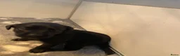 Labrador Retriever dogs for sale: KC REG Yellow/fox red and Black Labrador puppies  - Advert 22