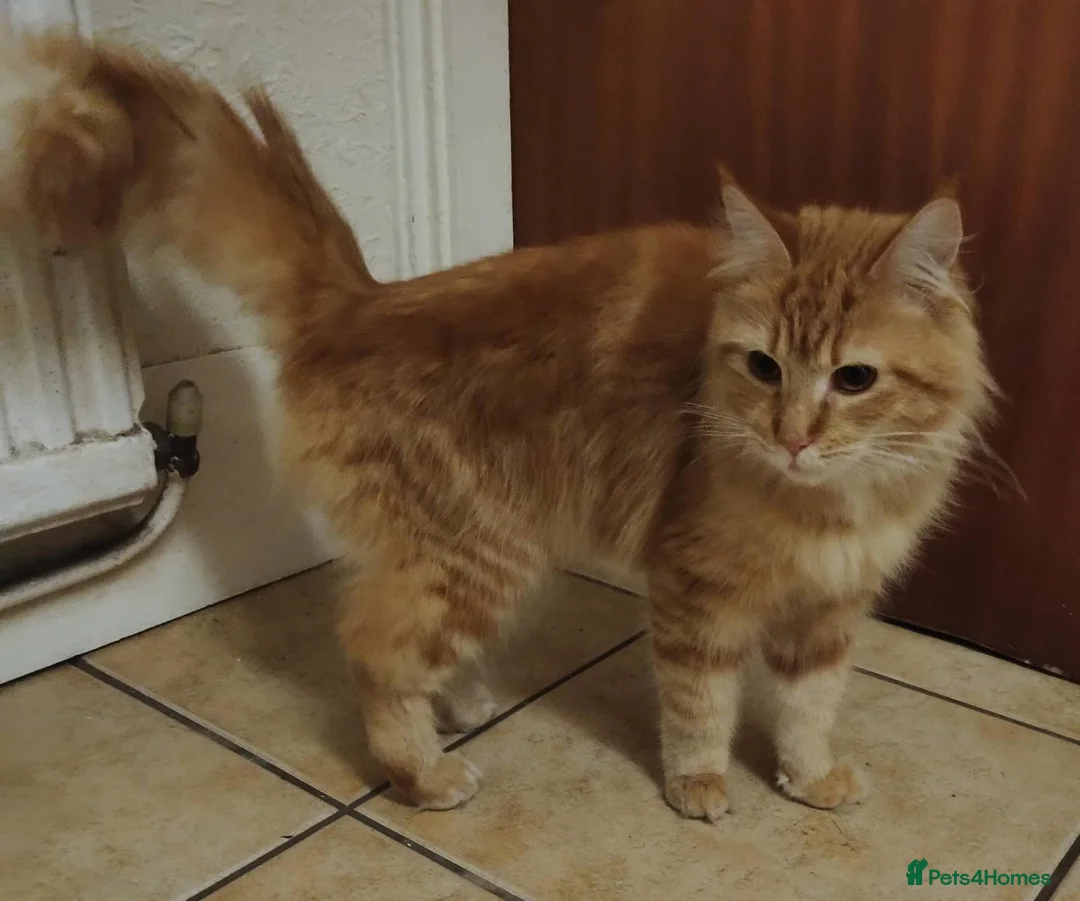 Mixed Breed cats for sale: female ginger tabby maine coon cross - Advert 2