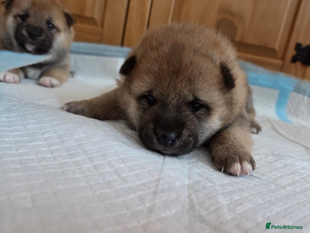 Japanese Shiba Inu dogs for sale: Puppy Shiba inu female - Image 5