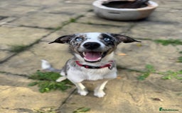 Border Collie dogs for sale: 2 YOUNG BORDER COLLIES / BLUE EYES / MERLE - Image 6