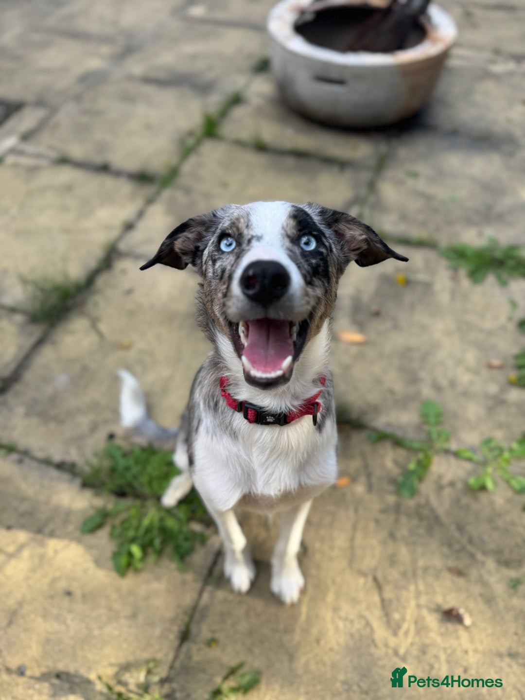 Border Collie dogs for sale: 2 YOUNG BORDER COLLIES / BLUE EYES / MERLE - Image 6