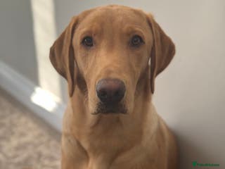 Labrador Retriever dogs KC reg fox red Labrador offered for stud - Advert 21