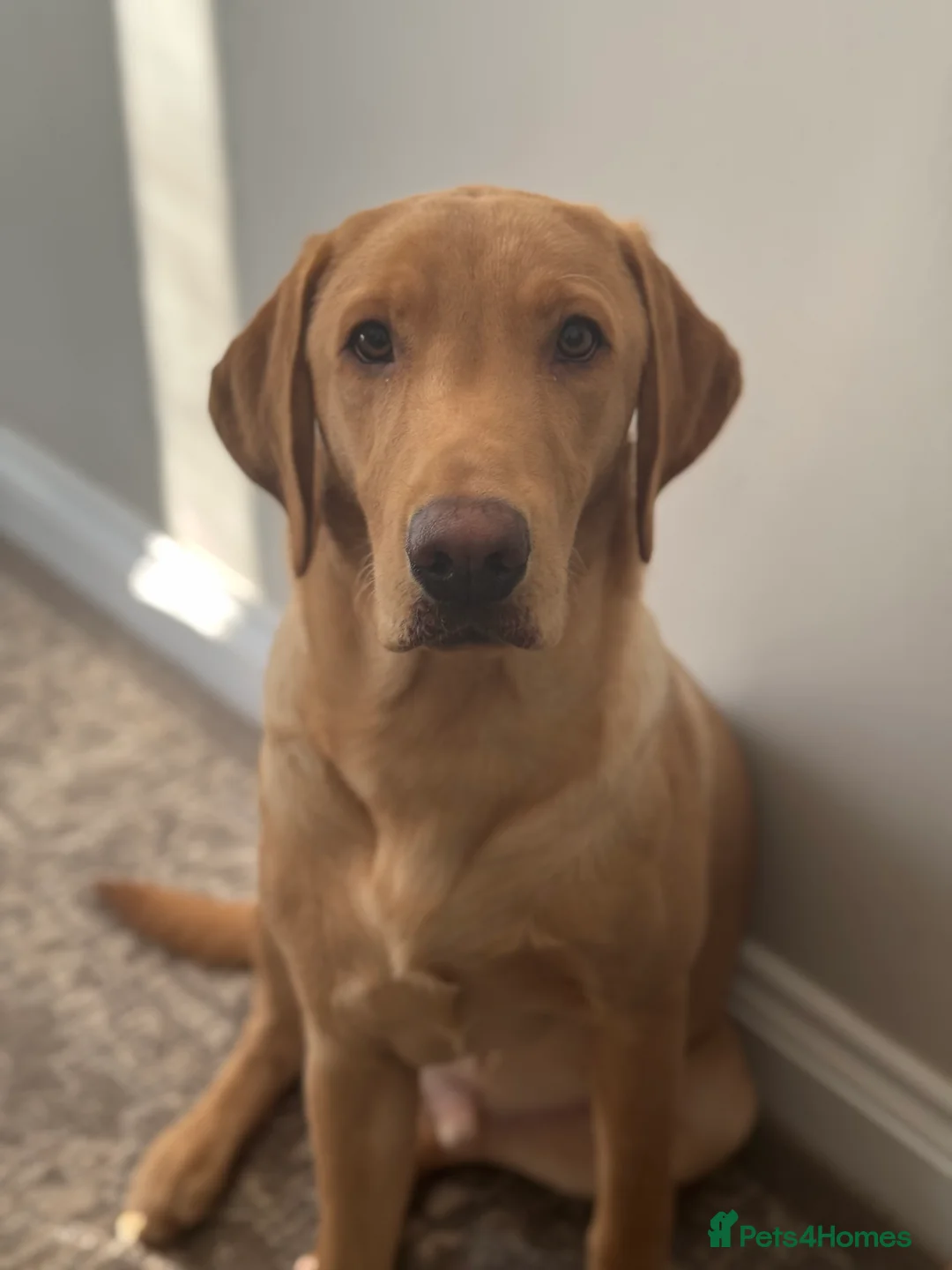 Labrador Retriever dogs for stud: KC reg fox red Labrador offered for stud - Advert 1