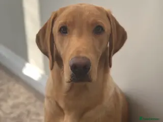 Labrador Retriever dogs KC reg fox red Labrador offered for stud - Advert 12