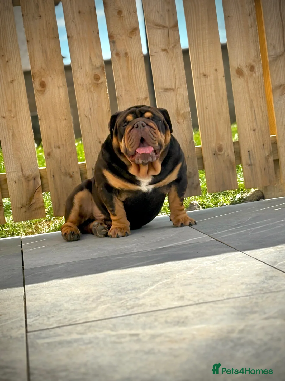 English Bulldog dogs for stud: 🔥🏴󠁧󠁢󠁳󠁣󠁴󠁿The money maker🏴󠁧󠁢󠁳󠁣󠁴󠁿🔥 - Advert 1