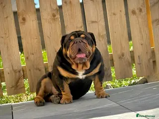 English Bulldog dogs 🔥🏴The money maker🏴🔥 - Advert 8