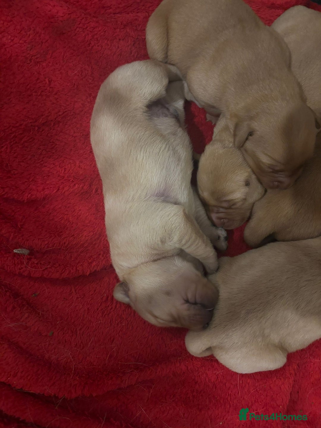 Goldador dogs for sale: Goldador  - Advert 5