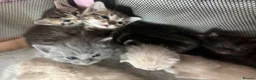 British Shorthair cats for sale: British Shorthair  - Advert 14