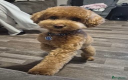 Poochon dogs for stud: Stunning Male poochon for stud  - Image 4