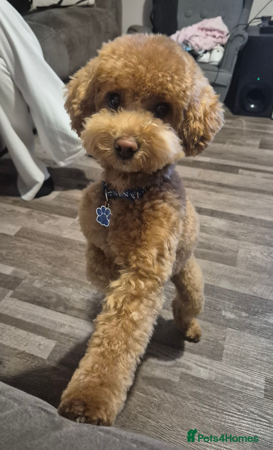 Poochon dogs for stud: Stunning Male poochon for stud  - Image 4