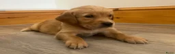 Golden Retriever dogs for sale: KC Fox Red Golden Retriever Puppies  - Advert 14