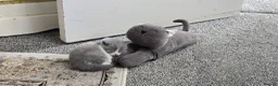 British Shorthair cats for sale: British short haired kittens  - Advert 24