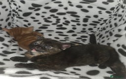 British Shorthair cats for sale: 4 beautiful mixed colour - Image 20