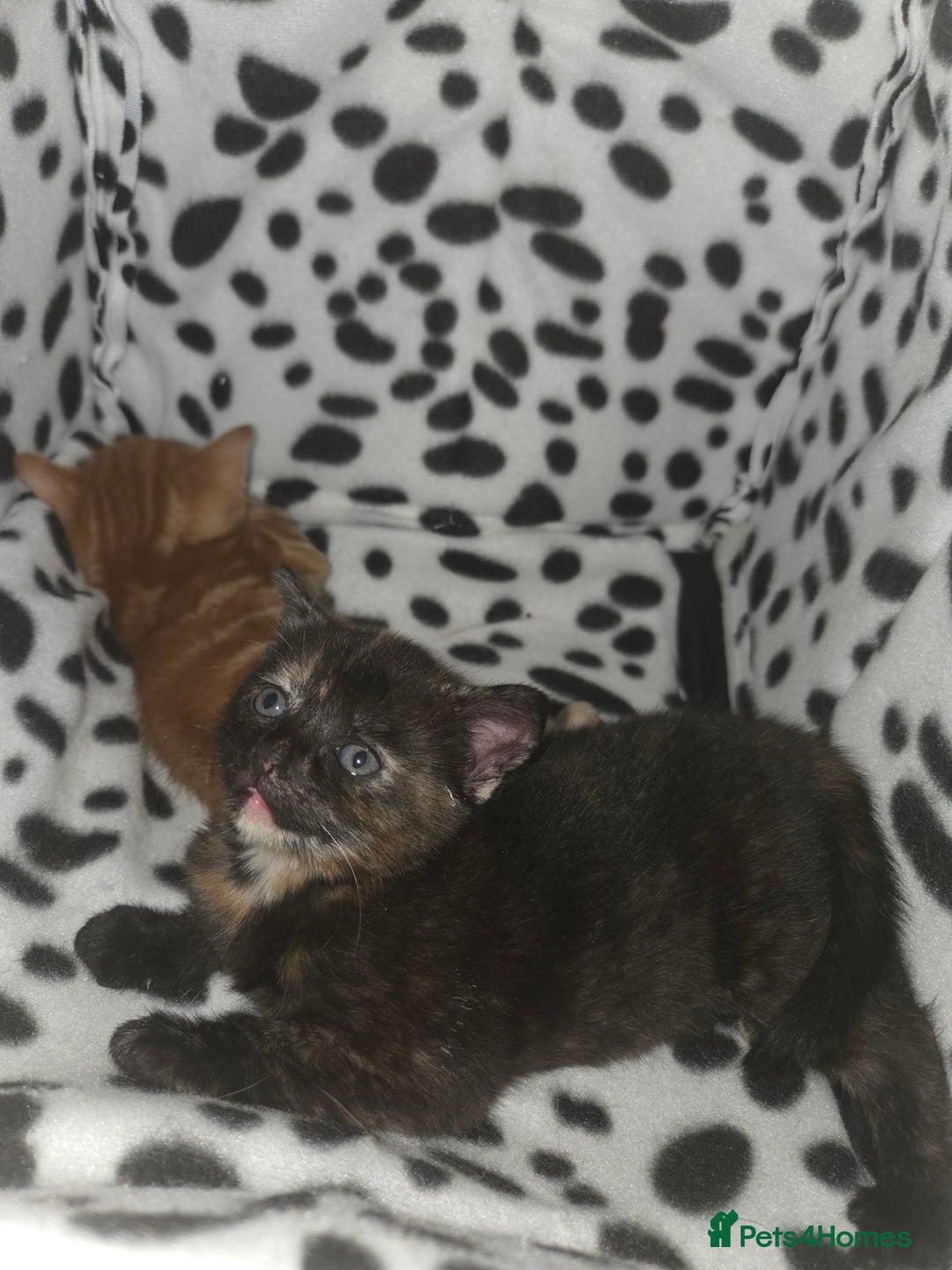 British Shorthair cats for sale: 4 beautiful mixed colour - Image 20