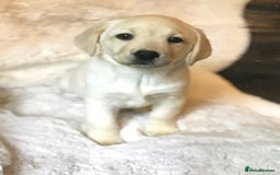 Labrador Retriever dogs for sale: Golden Labrador pups Ready Now - Image 7