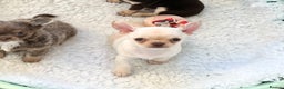 Chihuahua dogs for sale: KC REGISTERED CREAM CHIHUAHUA BOY - Advert 4