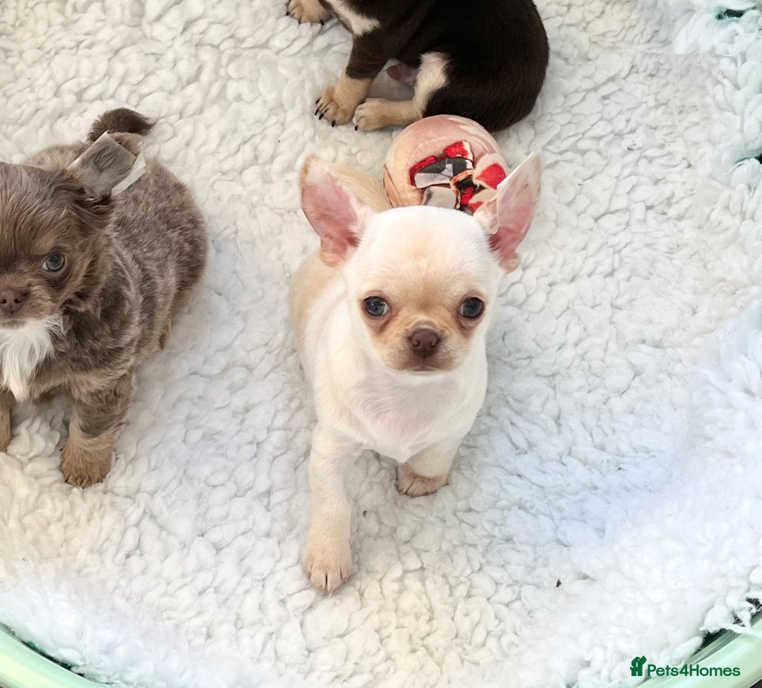 Chihuahua dogs for sale: KC REGISTERED CREAM CHIHUAHUA BOY - Advert 4