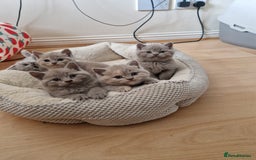 British Shorthair cats for sale: British Shorthair Kittens  - Image 2