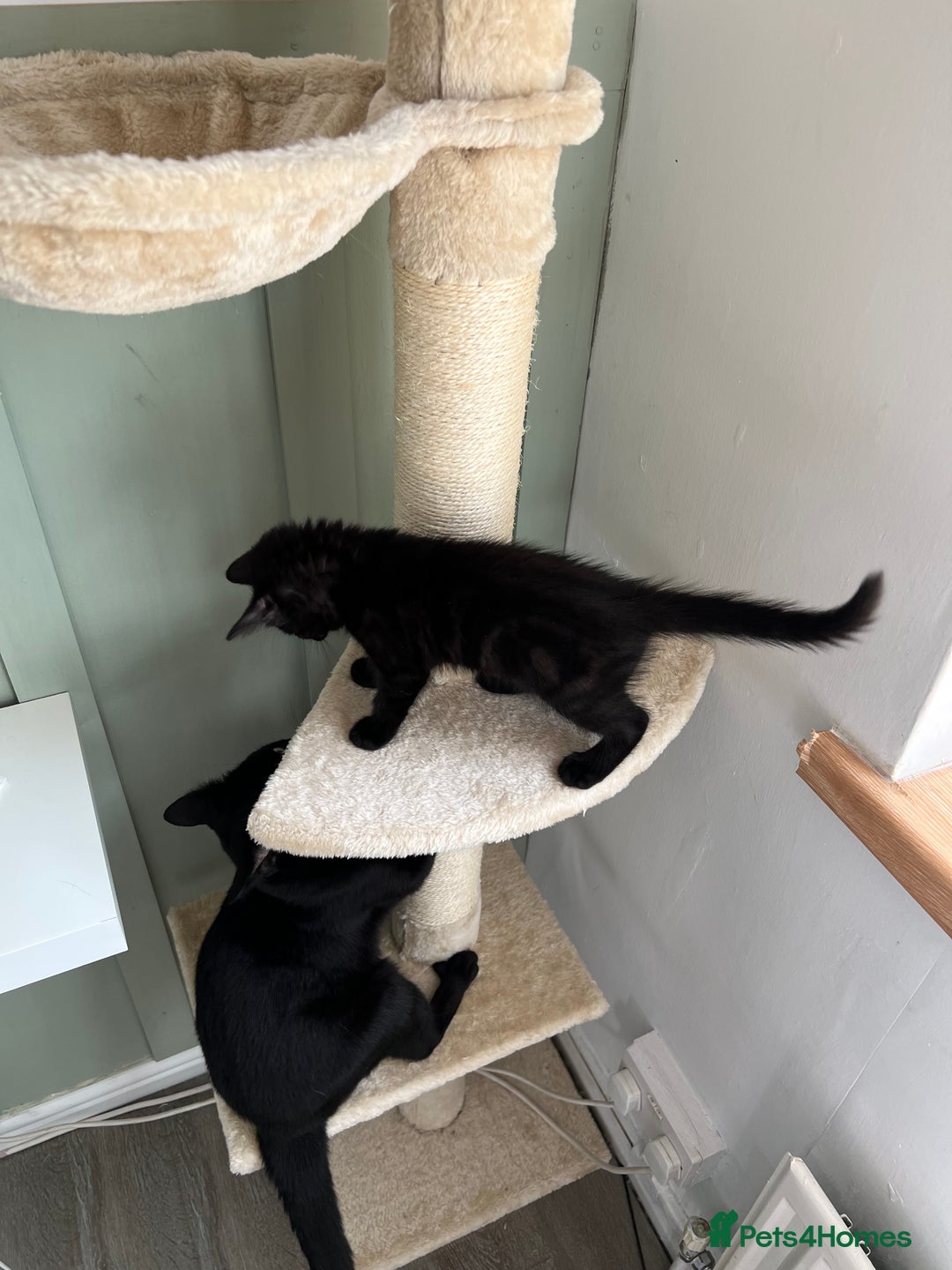 Mixed Breed cats for sale: 3 Female Ghost Tabby’s For Sale - Image 7