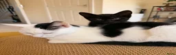 Mixed Breed cats for sale: 2 adorable black kittens available in Sutton-in-Ashfield - Advert 1
