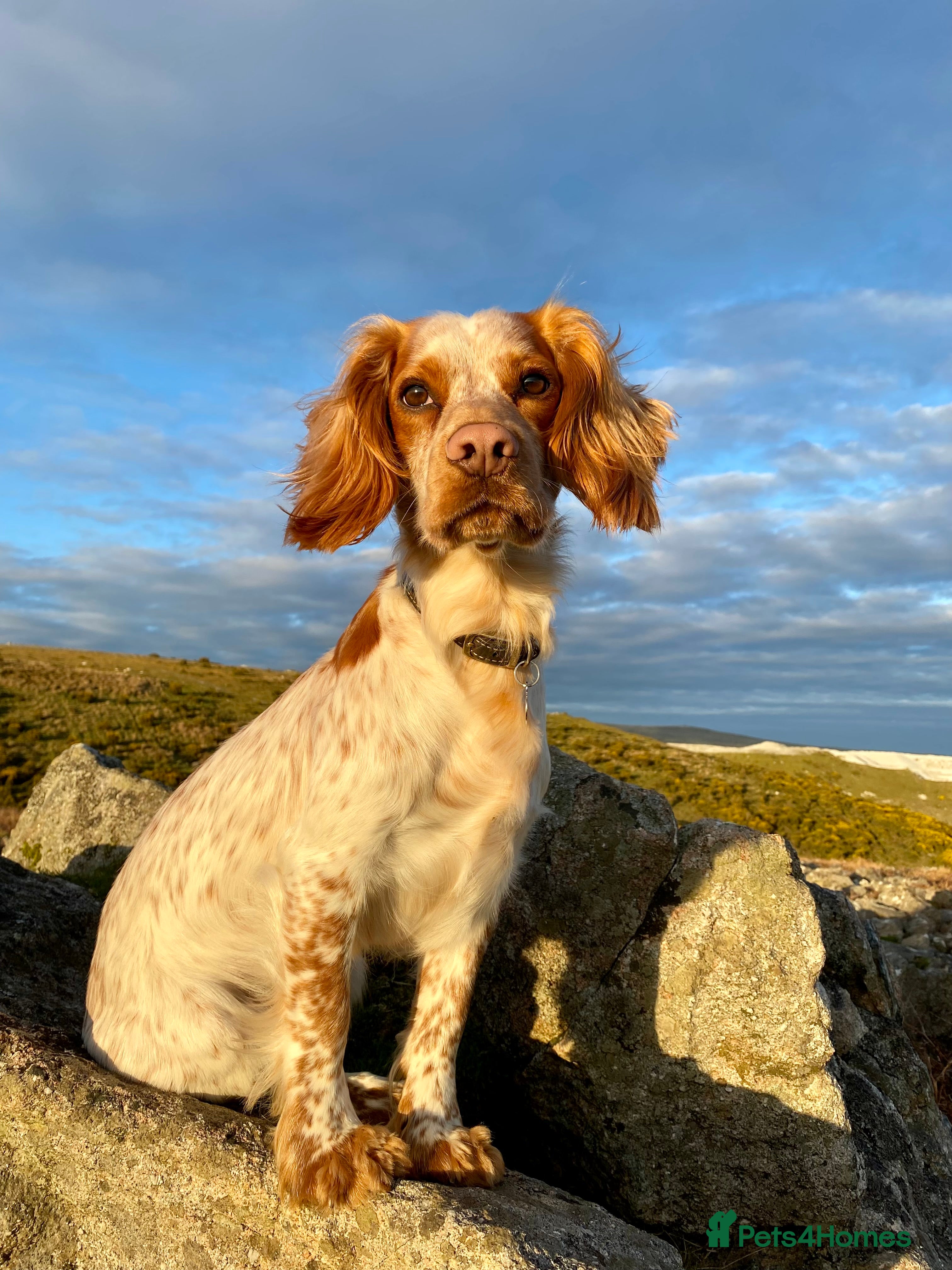 Cocker Spaniel dogs KC Working Cocker Spaniel Health Tested  - Advert 3