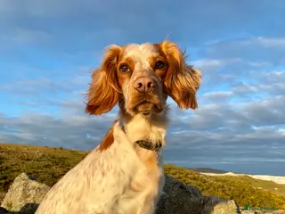 Cocker Spaniel dogs KC Working Cocker Spaniel Health Tested - Advert 9