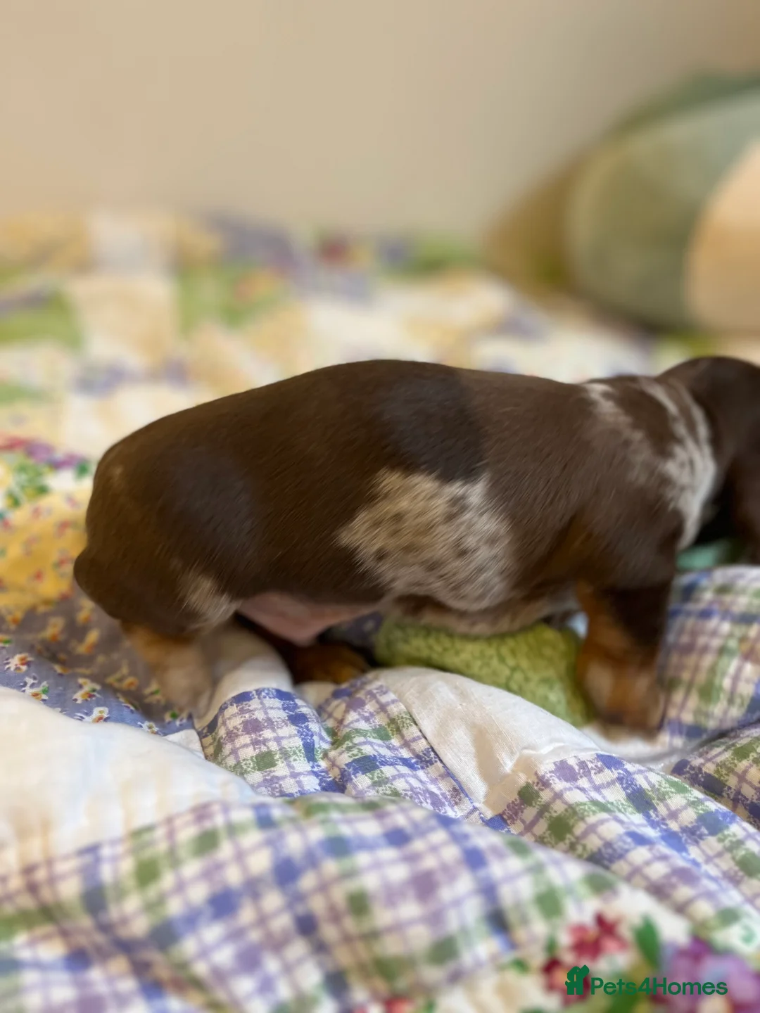 Miniature Dachshund dogs for sale: . Mini Dutch Hound Pups – Choc & Dapple - Advert 23